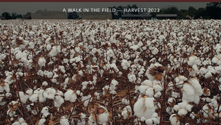 Farmers walking through the cotton fields during the 2023 harvest, inspecting the plants and preparing for a successful season.