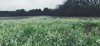 a focus on sustainable farming practices that Red Land Cotton embraces to reduce environmental impact.