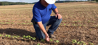 Farmers working in the cotton field, monitoring the plants' growth as part of the sustainable farming process.