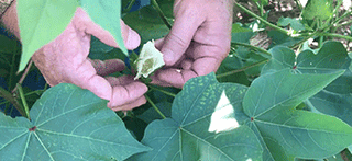 A close-up of hands gently pulling cotton bolls from the plant, preparing them for harvesting and ginning.