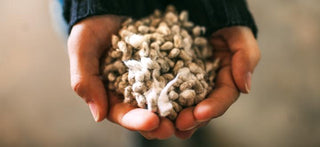 Cotton Being Shown In Hand Ready For Harvest