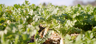 Cotton fields 