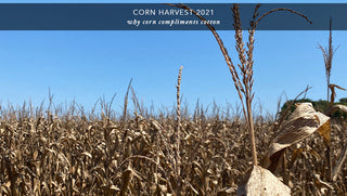 Farmers in the field during the 2021 corn harvest, with rows of corn ready for collection, symbolizing the year’s bountiful agricultural season.